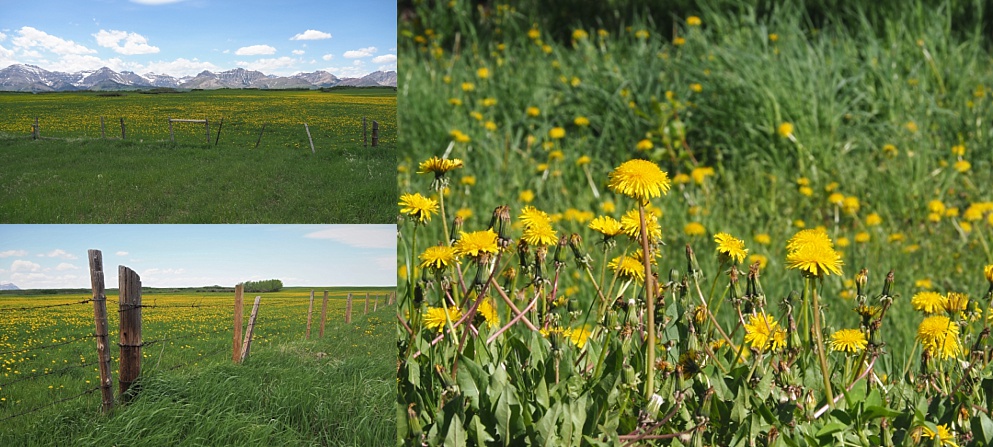 Dandelions growing in all parts of country