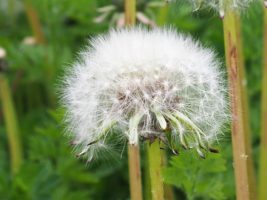 Dandelion head in seed