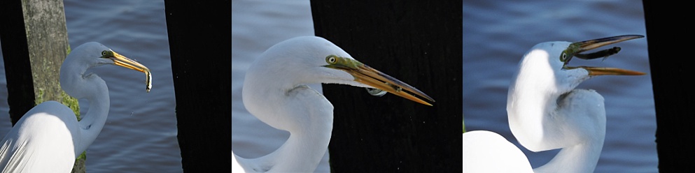 3-photo collage of great egret manuevering a fish into position for swallowing