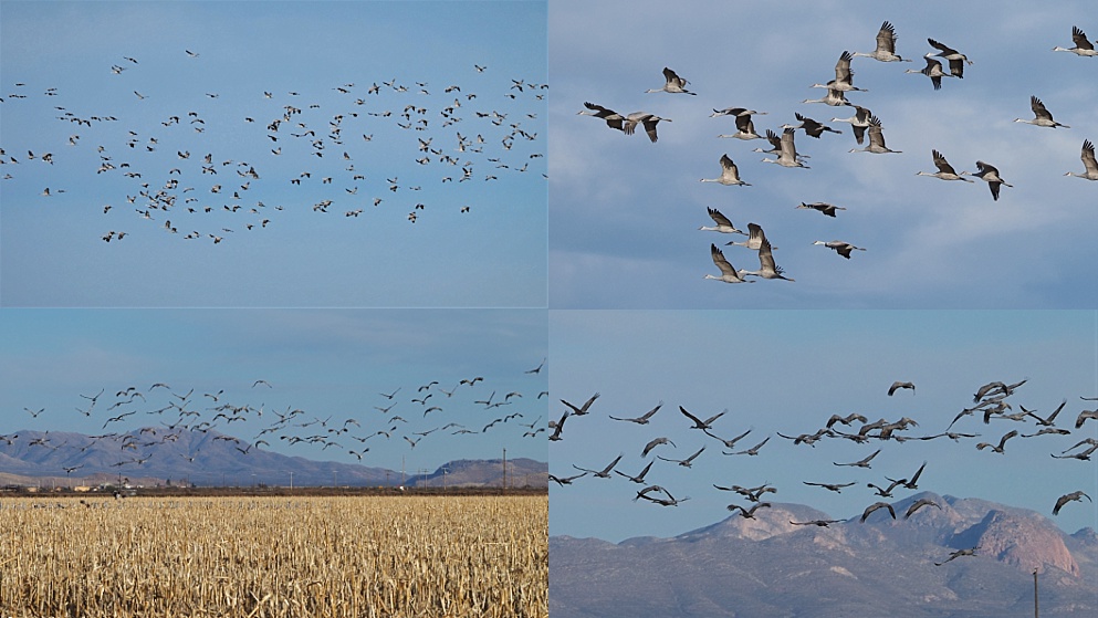 4-phot collage of flocks of sandhill cranes in the air