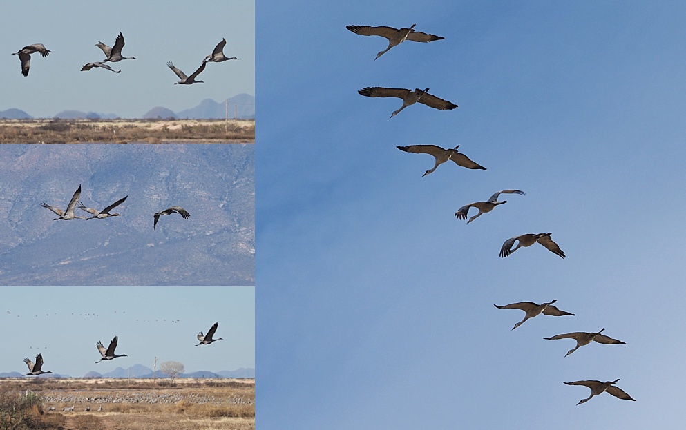 4-photo collage of sandhill cranes in the air