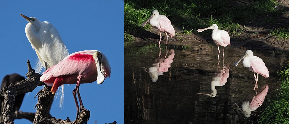 2-photo collage of roseate spoonbills