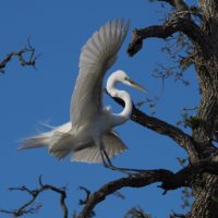 Egret landing lightly on branch