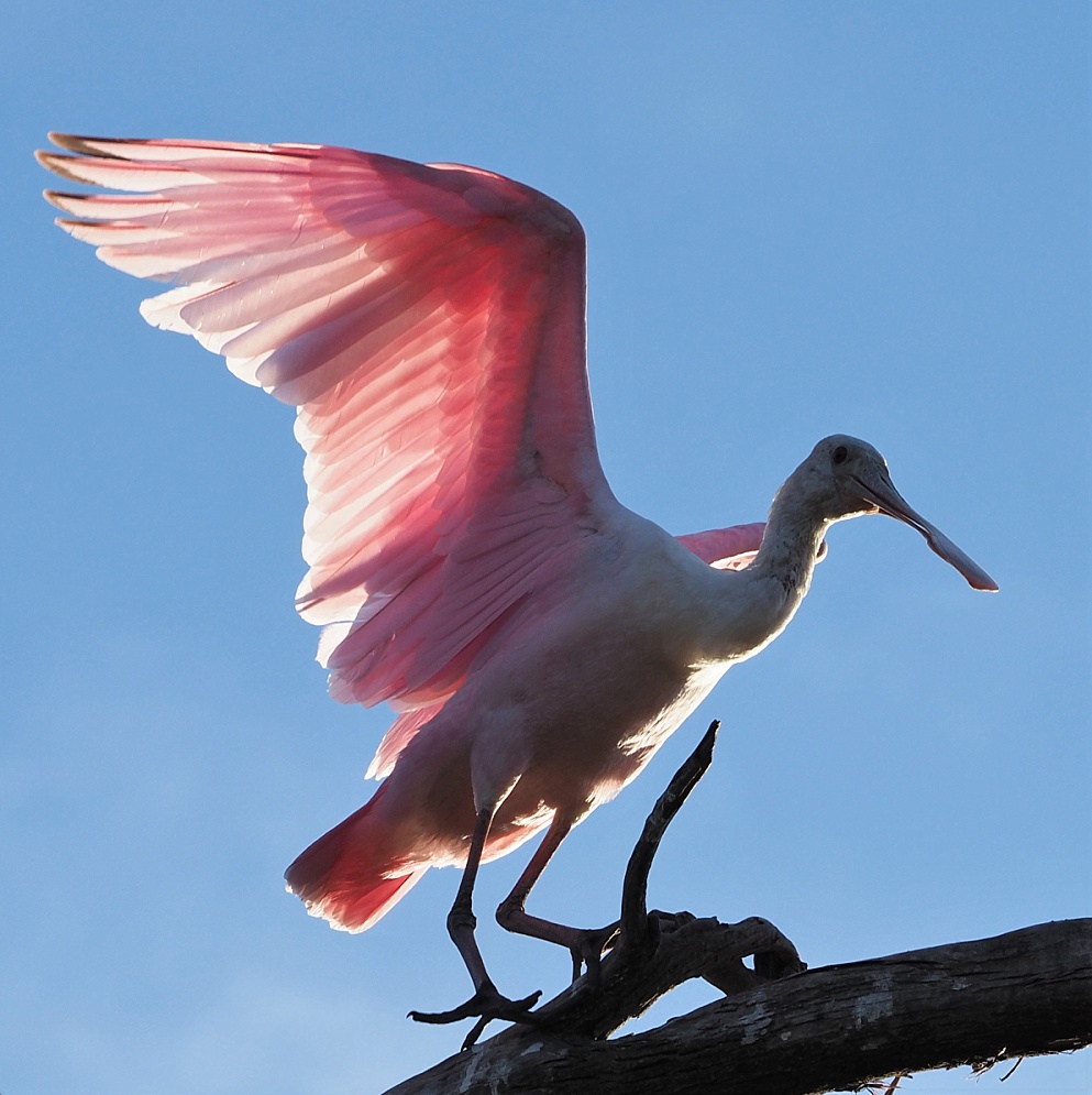 Roseate spoonbill, wings flared and backlit