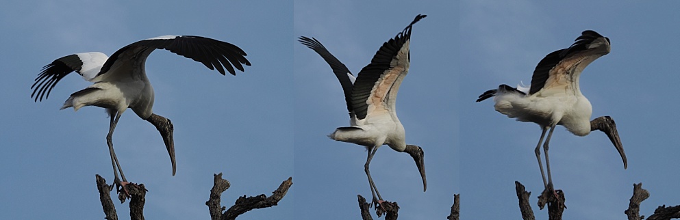 3-photo collage showing wood stork landing and balancing