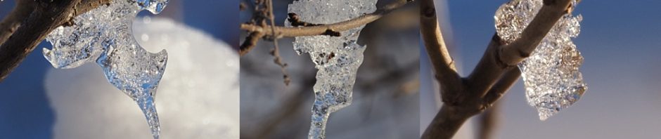 3-photo collage of tiny icicles on a shrub