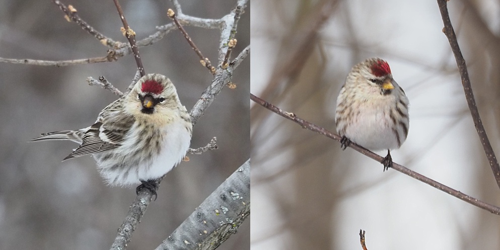 2-photo collage of redpolls