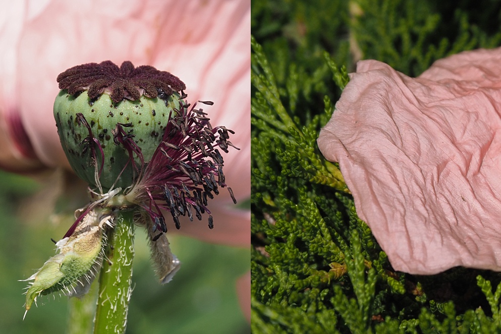 2-photo collage of poppy seed head and petal